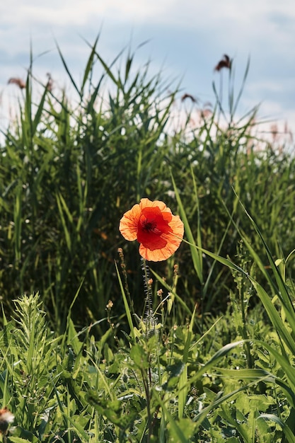 Papaver rhoeas nombres comunes incluyen maíz amapola campo de rosa de maíz amapola Flandes amapola amapola roja maleza roja