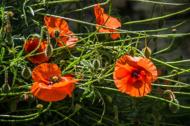 Papaver Rhoeasdromefrankreich