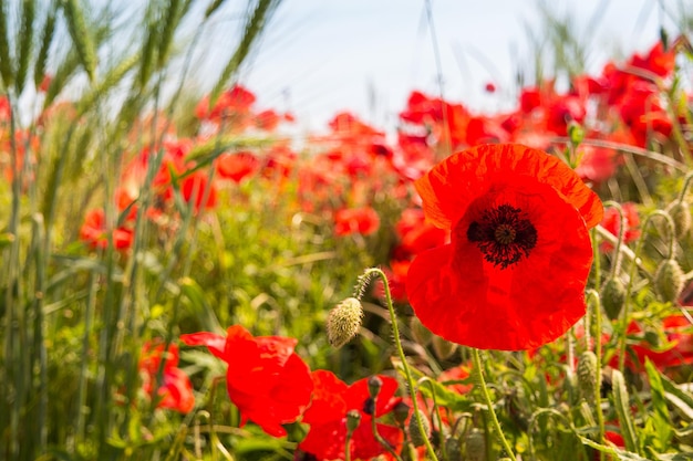 Papaver selvagem rhoeas ou flores de papoula crescendo selvagem no país