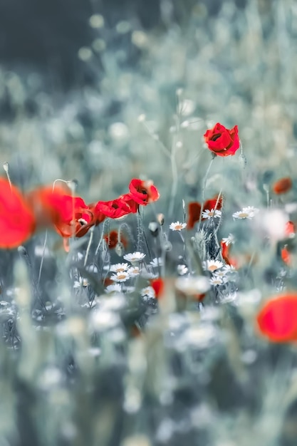 Foto papaveraceae ou flores vermelhas da família da papoula no efeito de pintura de campo para papel de parede