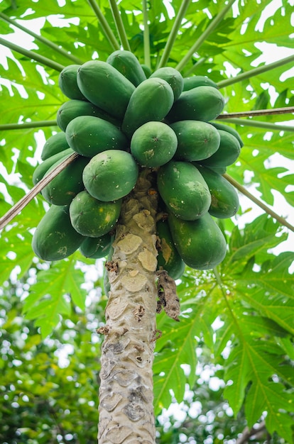 Papaya en el árbol