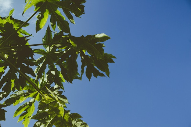 Foto papaya árvore fundo do céu azul