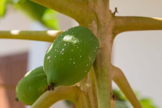 Papaya auf dem Baum im Garten.