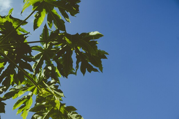 Papaya Baum blauen Himmel Hintergrund