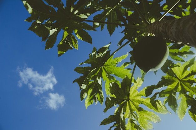 Papaya Baum blauen Himmel Hintergrund