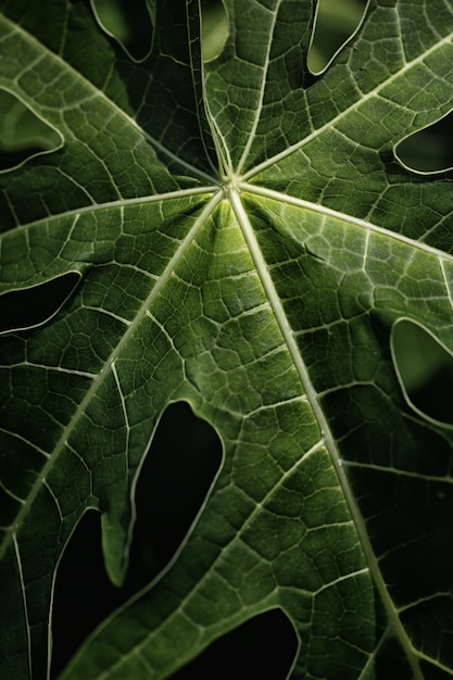 Papaya-Blatt in der Natur.