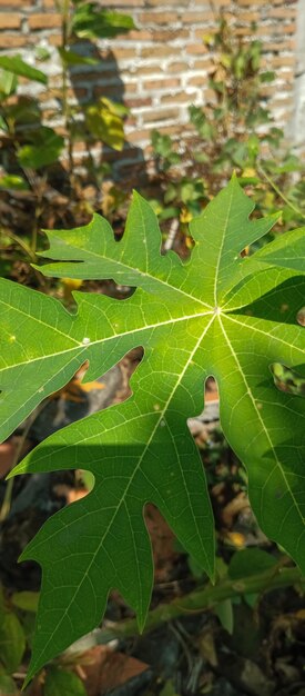 Papaya-Blatt-Textur aus einer Nahaufnahme