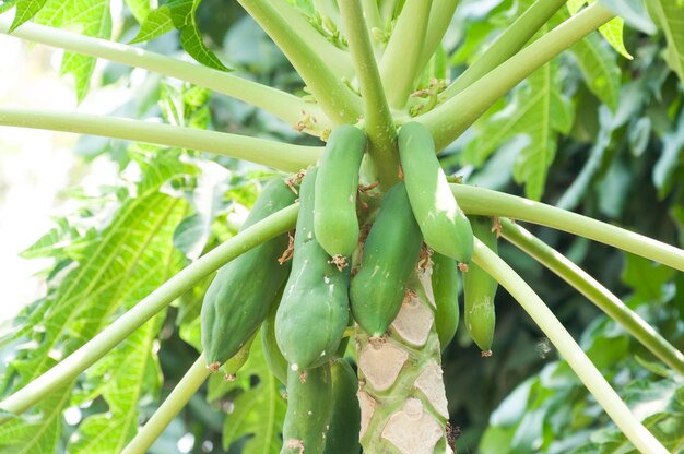 Papaya cruda en el árbol de papaya en el jardín