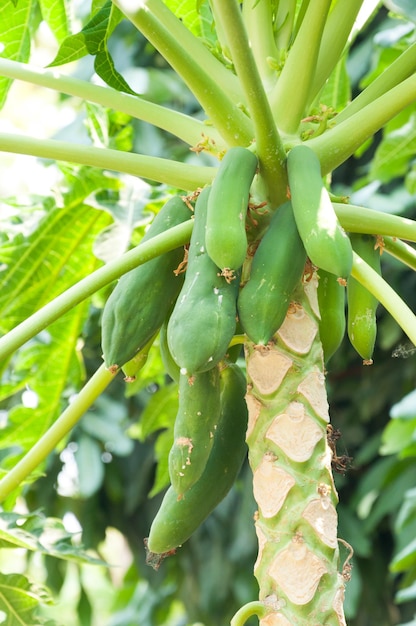 Papaya cruda en el árbol de papaya en el jardín