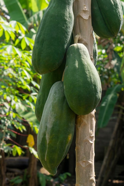 La papaya es una planta herbácea alta del género Carica, su fruto comestible también se llama papaya.