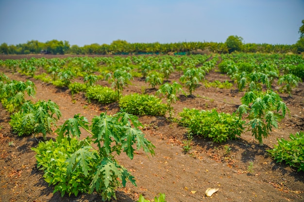 Papaya-Feld auf einer sonnigen Tageslandschaft