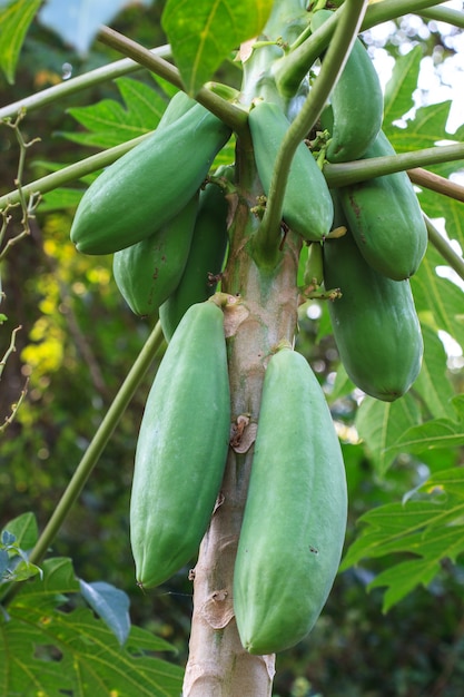 Papaya-Frucht auf dem Baum