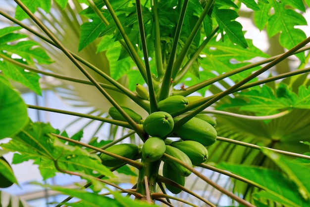 Papaya Frutos del árbol de papaya en el jardín botánico de Estonia Papaya verde fresca en el árbol con frutas