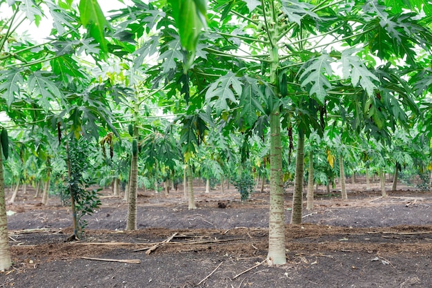 Papaya Garten