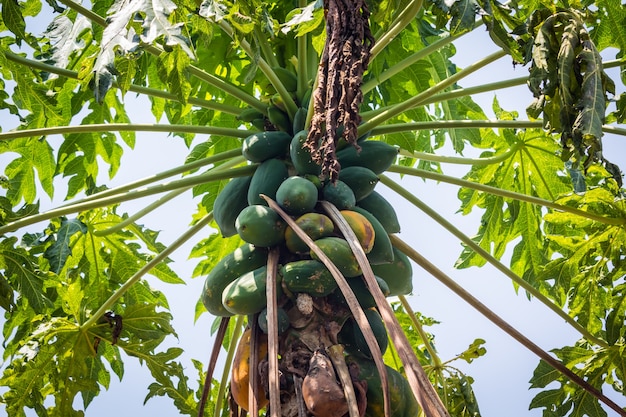 Foto papaya madura en el árbol