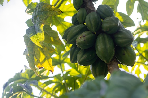 papaya de montaña o papaya de montaña