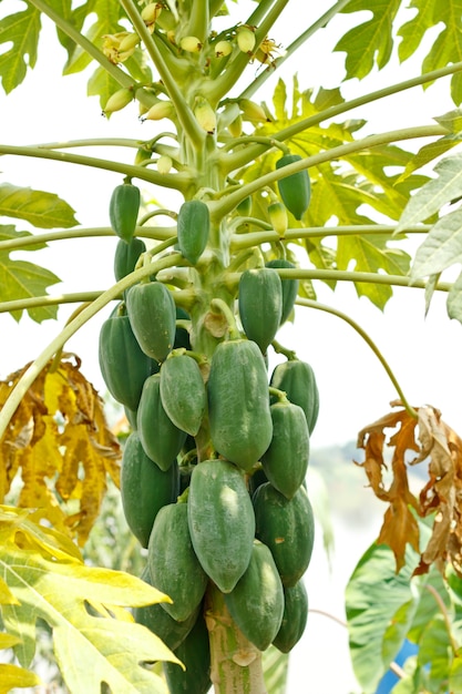 Papaya en la planta.