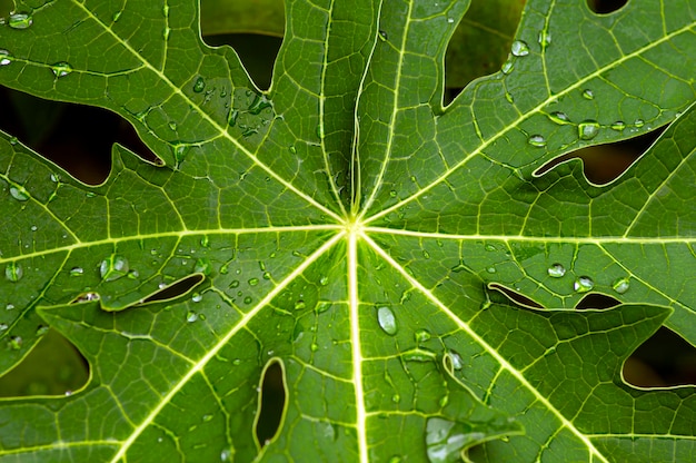 Papaya verde Carica papaya deja fondo natural