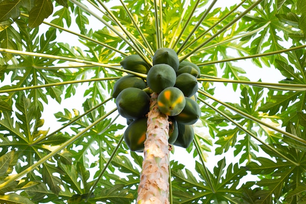 Papaya verde orgánica fresca en árbol