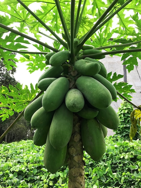 Papaya