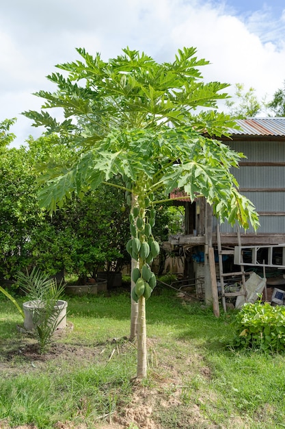 Papayabaum im Hinterhofbereich. Grüne Papaya auf Baum.