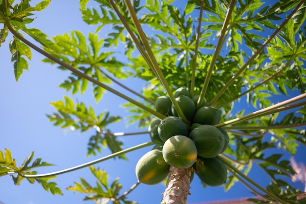 Papayabaum mit Früchten auf blauem Himmelshintergrund. Wachsende grüne Papayafrüchte, die in einem Garten gelb werden. Sonnenbeschienene grüne Blätter