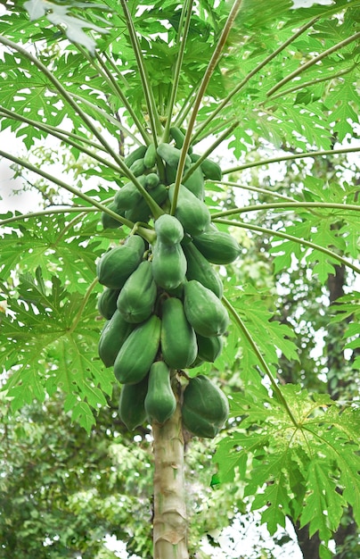 Papayabaum mit grüner Papaya im tropischen Garten.