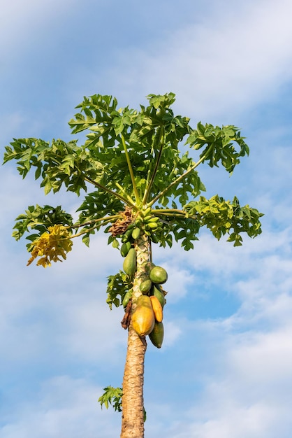 Papayabaumdetails eines schönen Papayabaums mit selektivem Fokus der grünen und reifen Papayas