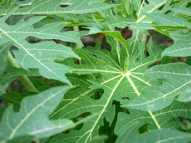 Papayablattabschluß oben im Garten