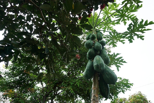 Papayas en un árbol