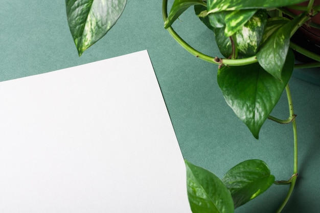 Papel de acuarela blanco sobre fondo verde