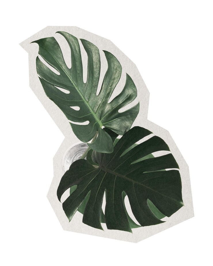 Papel adhesivo de filodendro de hoja dividida Png cortado sobre un fondo transparente