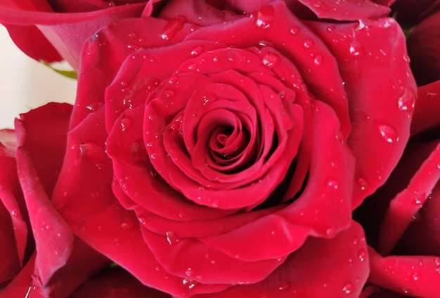 Papel de parede bonito com uma planta flor rosa vermelha