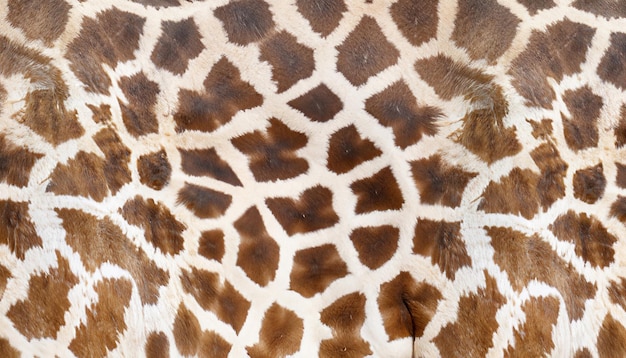 Foto papel de parede com textura de pele de girafa para tapete de pele de girafa com estampa de girafa