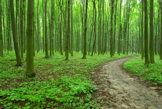 papel de parede da floresta