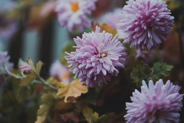 Papel de parede da foto da planta. crisântemos rosa delicados