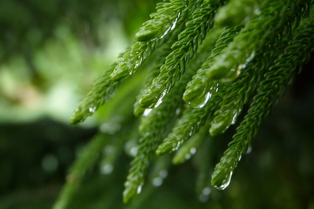 Papel de parede da gota de chuva