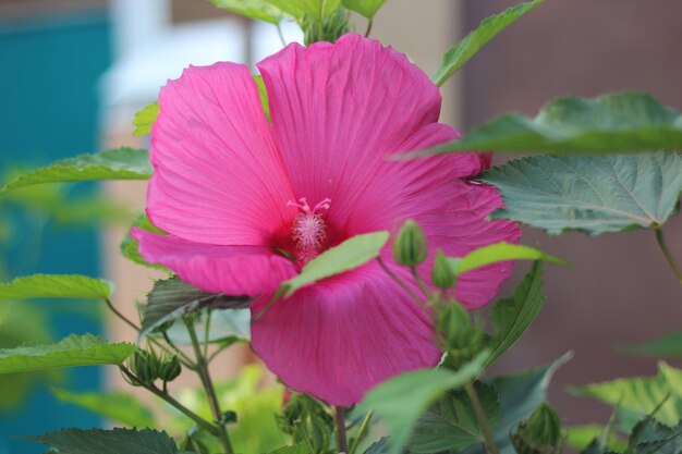 Papel de parede de closeup de flor de hibisco florescendo