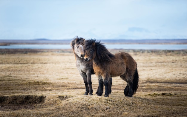 Papel de parede de dois cavalos fofos