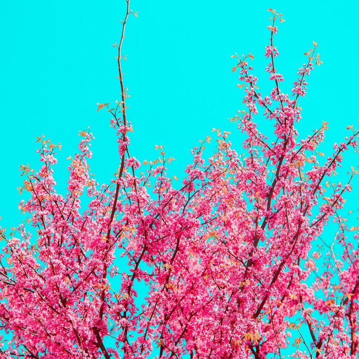 Foto papel de parede de estética da moda. flores cor de rosa. árvore de flor de cerejeira