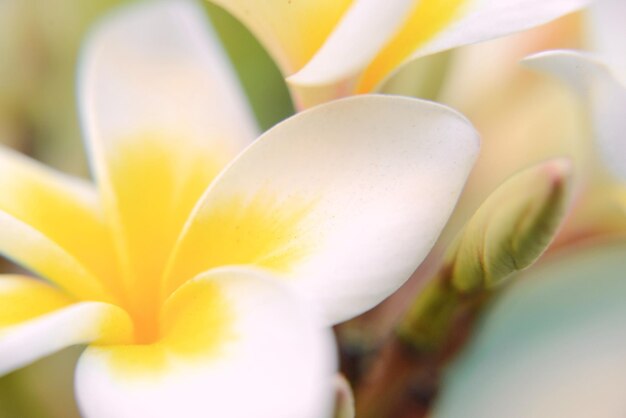 Papel de parede de flor de plumeria branca e amarela