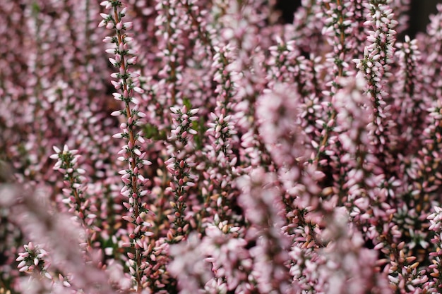 Papel de parede de flores de fundo de flores de urze rosa de outono