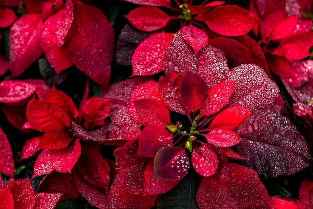 Papel de parede de flores de fundo de natal brilhante