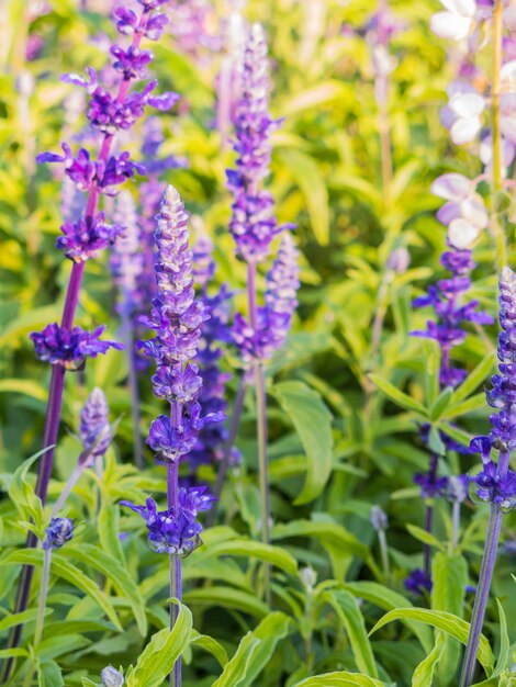 Papel de Parede de Flores de Lavanda