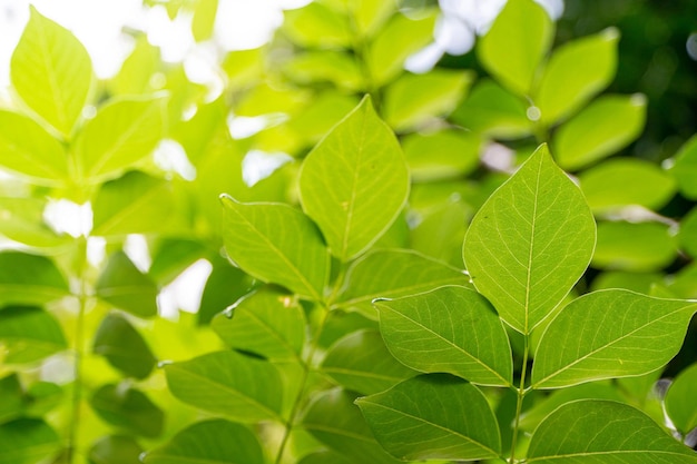 Papel de parede de folhas de plantas verdes