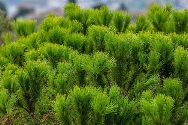 Papel de parede de foto de ternura de árvore verde