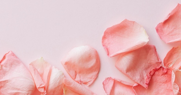 Papel de parede de fundo com pétalas de rosa