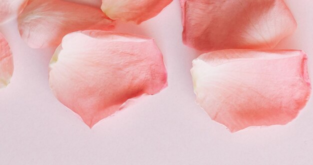 Papel de parede de fundo com pétalas de rosa