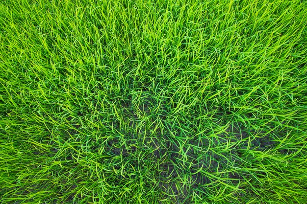 Papel de parede de fundo de textura de planta de mudas de arroz verde