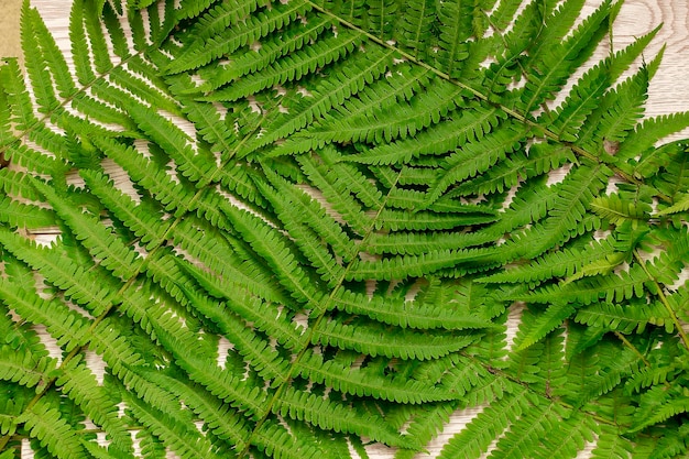 Papel de parede de fundo natural com variedade de ramos de samambaia verde ecologia natural conceito ecologicamente correto vista superior plana